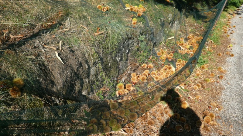 thines_cevennes (18)